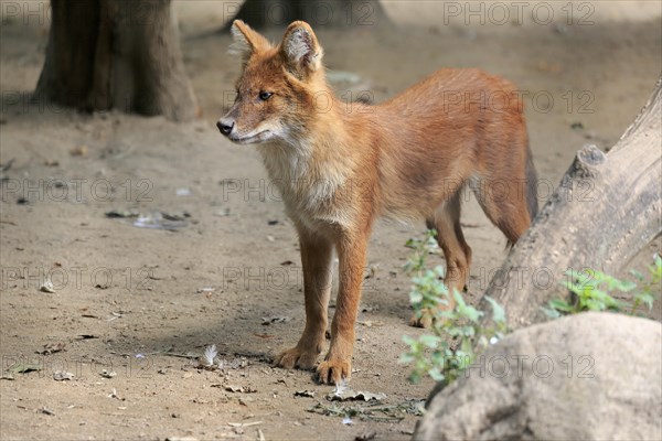 Dhole