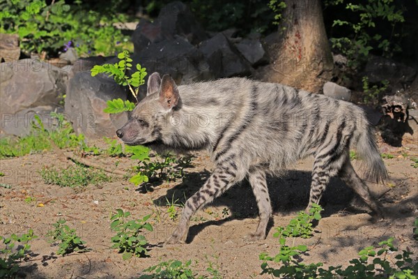 Striped hyena