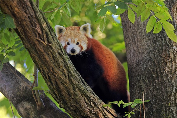 Western lesser panda