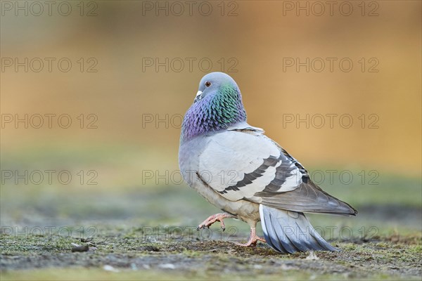 Pigeon