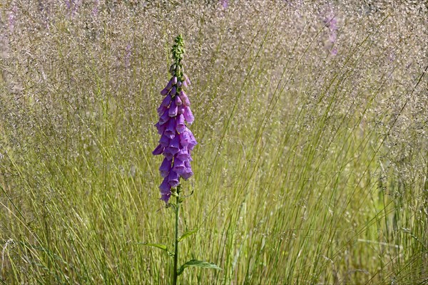 Common foxglove