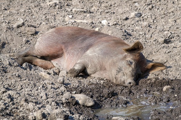 Duroc pig