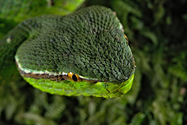 North Philippine Temple Pit Viper