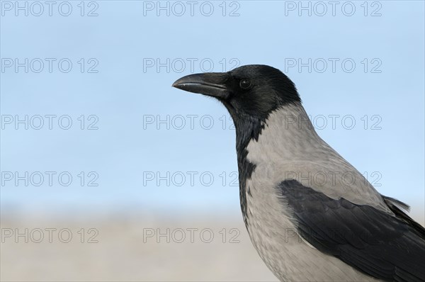 Hooded Crow