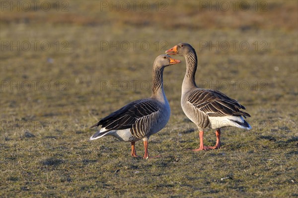 Greylag Geese