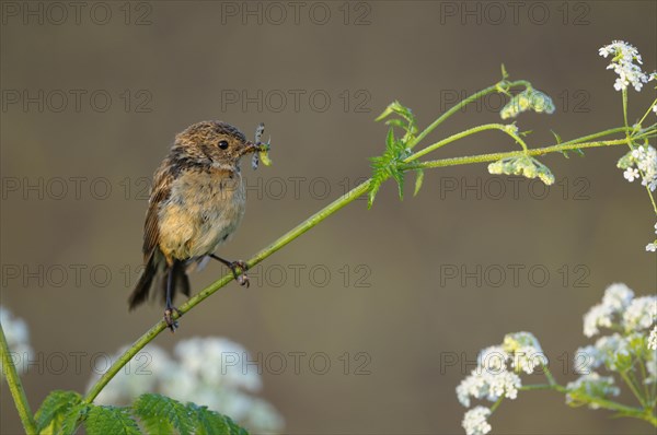 Stonechat