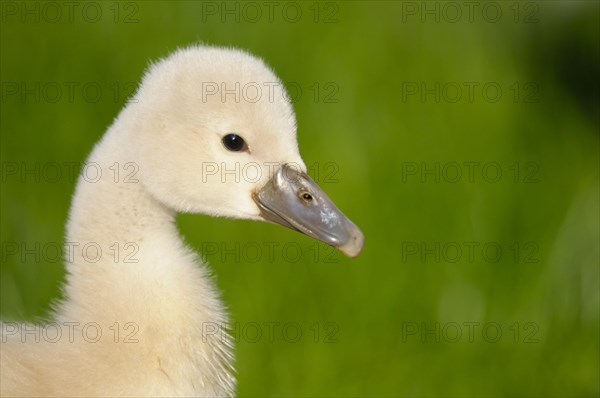 Mute swan