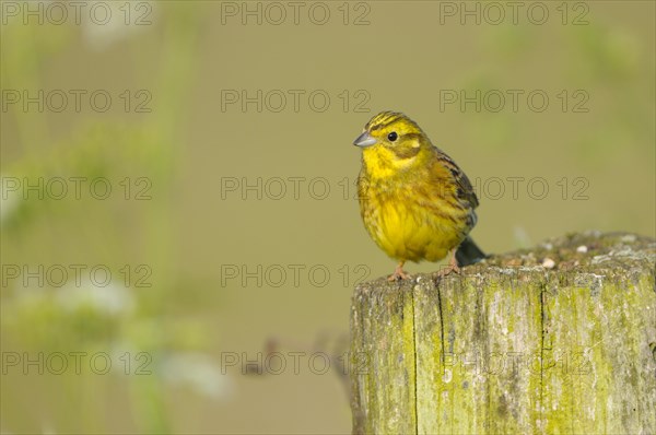 Yellowhammer