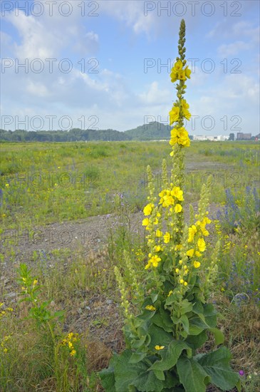 Large-flowered mullein