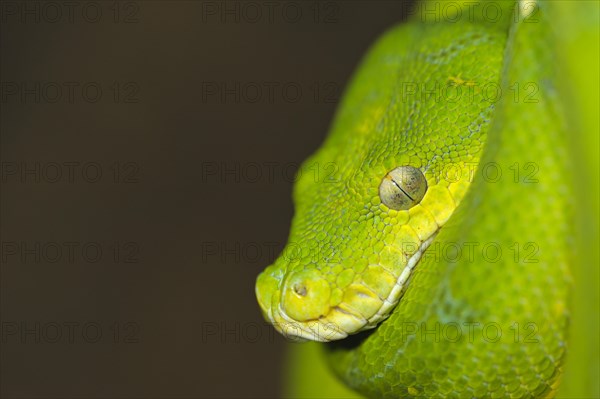 Green Tree Pythons