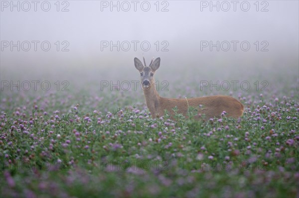 Roe deer