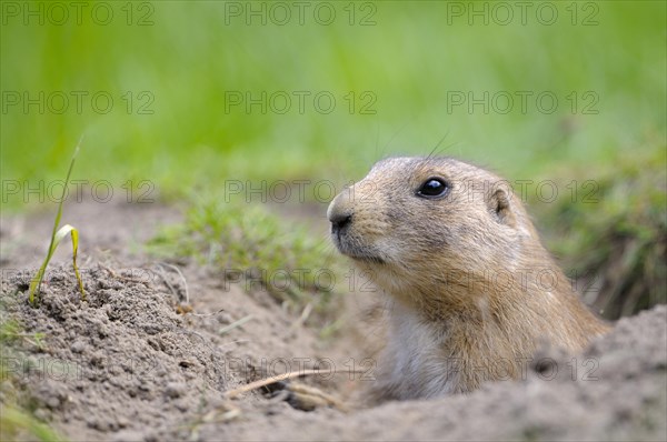 Black-tailed Prairie Dog