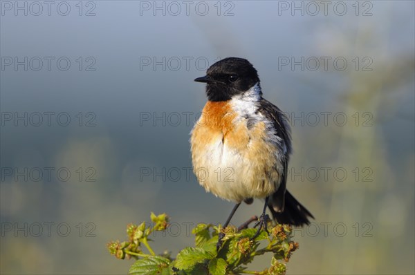 Stonechat