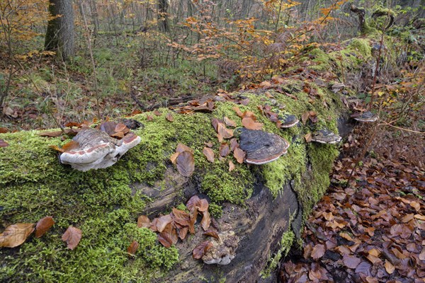 Tree fungi on a dead beech trunk