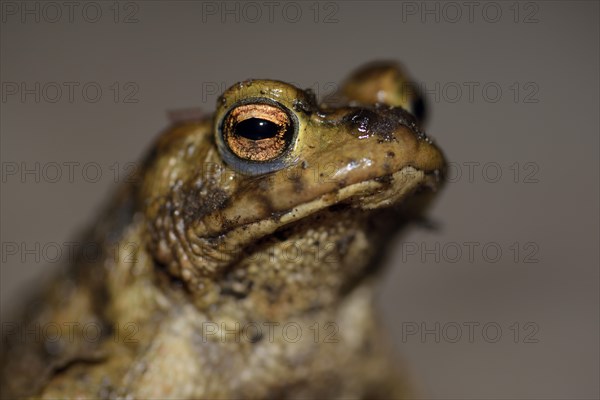 Common toad