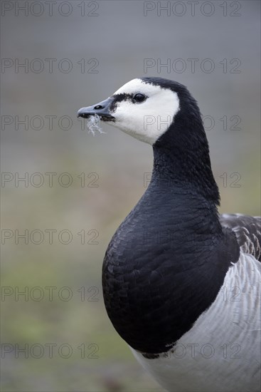 Barnacle Goose