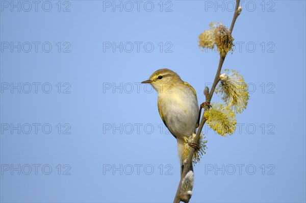 Willow Warbler