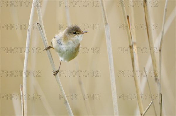 Reed warbler