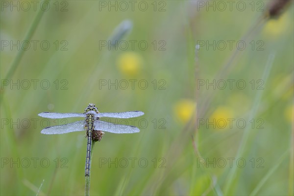 Western damselfly