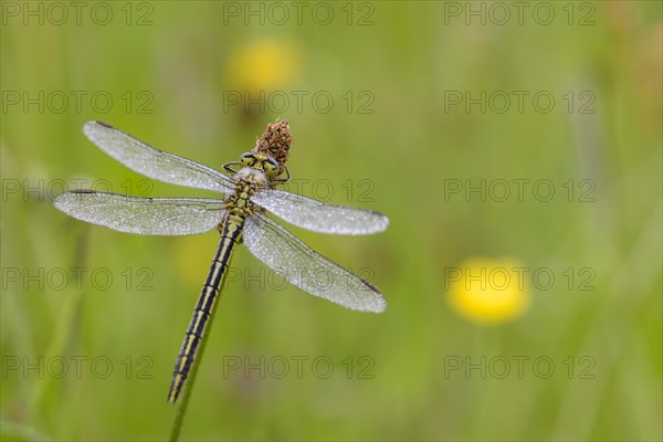 Western damselfly