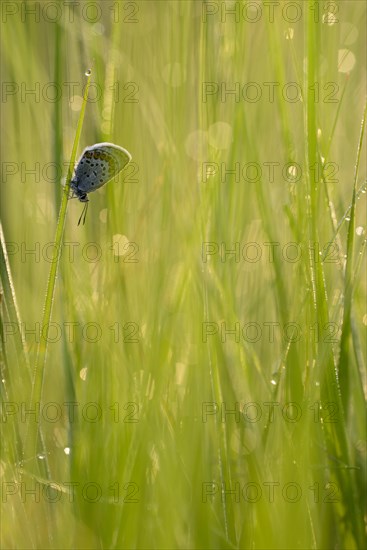 Argus blue butterfly