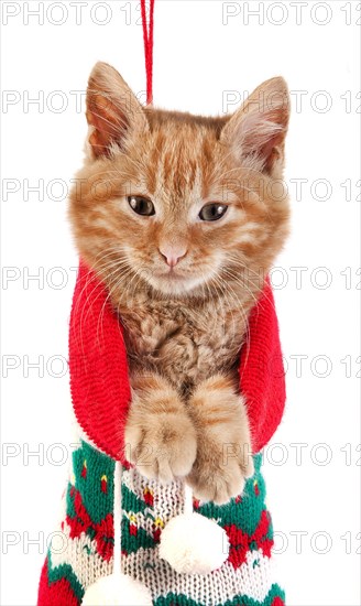 Red tabby domestic cat