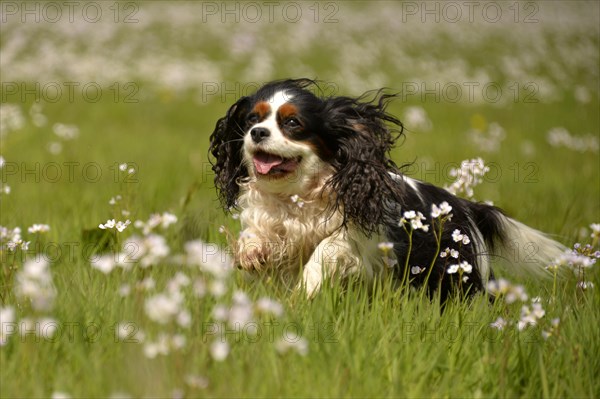 Cavalier King Charles Spaniel