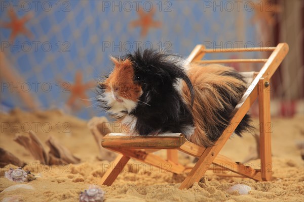 Angora guinea pig