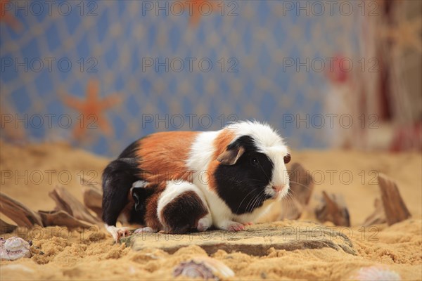 English Crested guinea pig