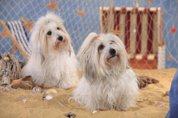 Coton de Tulear