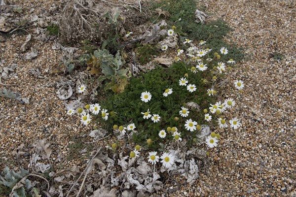 Sea Mayweed