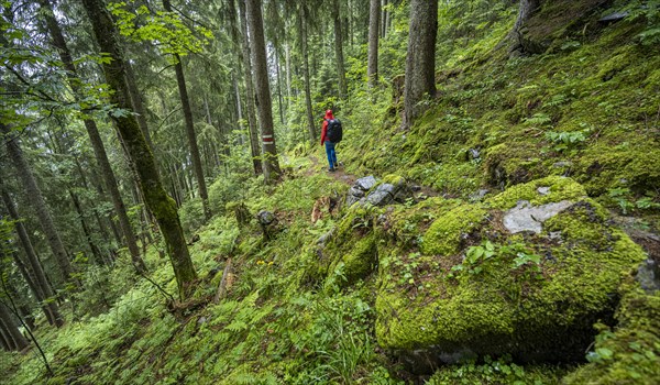 Hiker in the forest