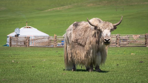 Mongolian yak