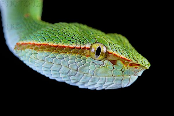 North Philippine Temple Pit Viper