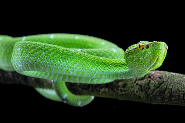 North Philippine Temple Pit Viper