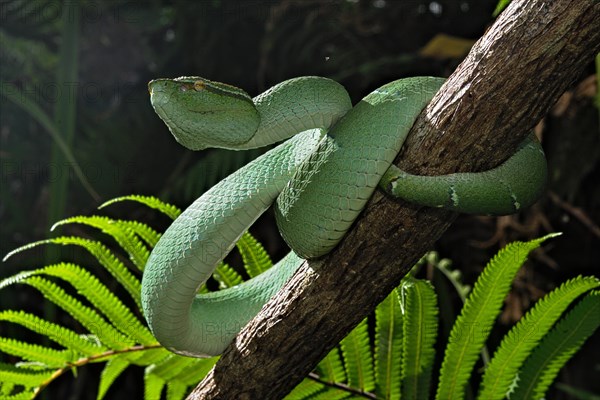 North Philippine Temple Pit Viper