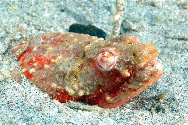 Stargazer snake eel