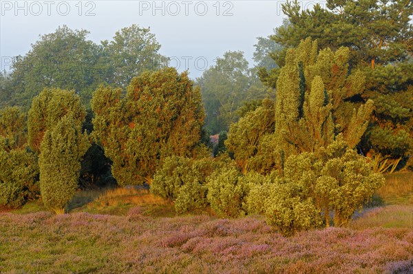 Flowering broom heath