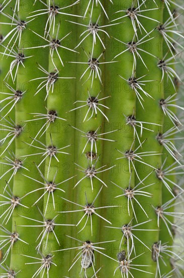 Organ Pipe Cactus