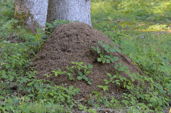 Red forest ant