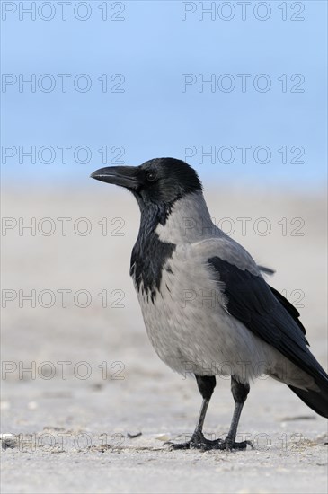 Hooded Crow