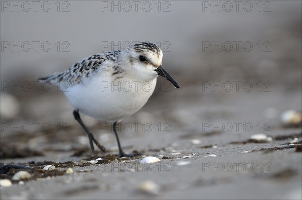 Sanderling