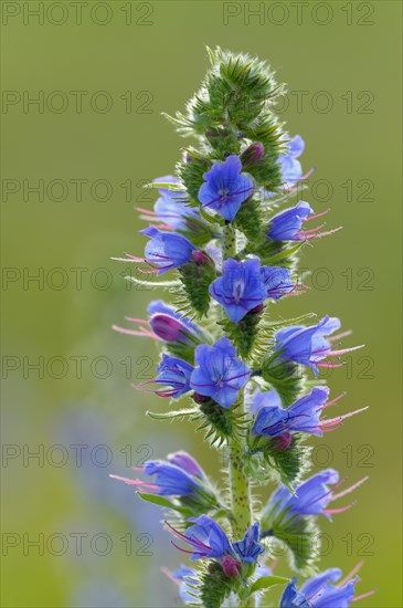 Common viper's bugloss