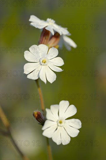 White campion