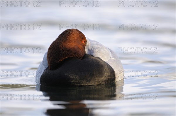 Pochard