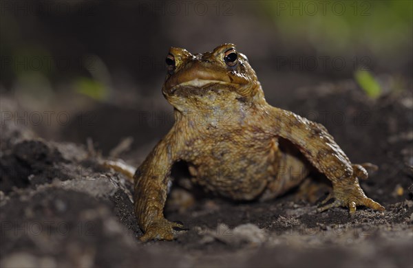 Common toad