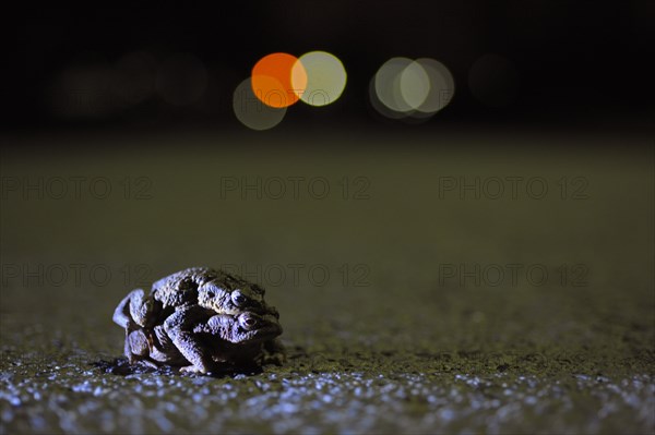 Common toad