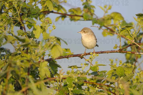 Whitethroat