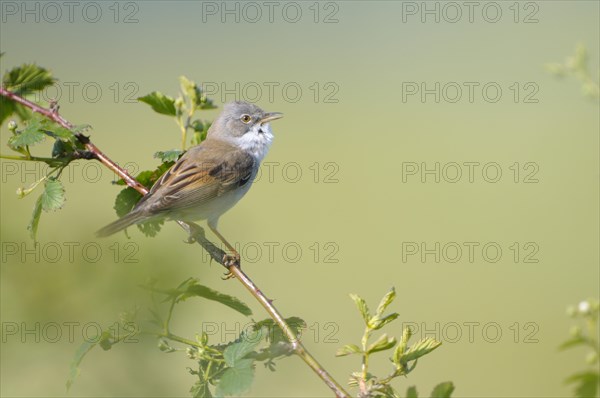 Whitethroat