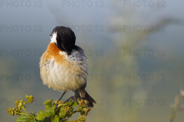 Stonechat